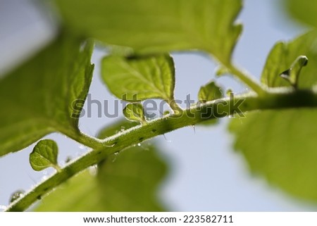 lingering under tomato leaves