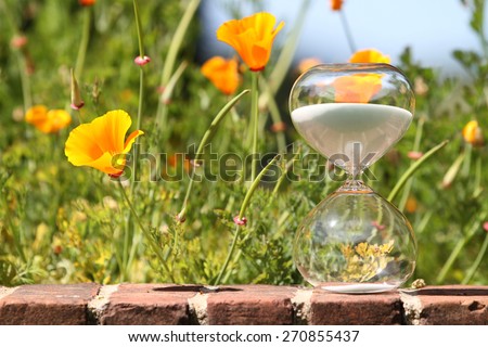 Spring flowers (California Puppies) with modern hourglass. Flowers blooming as time goes by. Spring countdown.