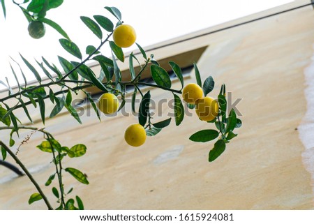 Thread with small ripe lemons in a tree Foto stock © 