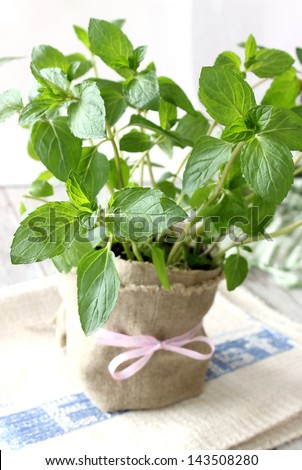 Mint herb growing in a pot