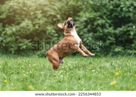 Similar – Foto Bild Französische Bulldogge beim Stretching auf der Yogamatte.