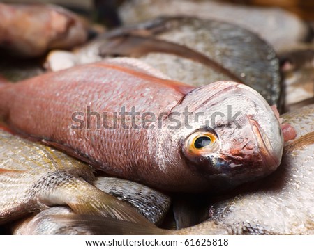 heap of fresh sea  fishes,closeup,for seafood,fishing or  healthy eating themes