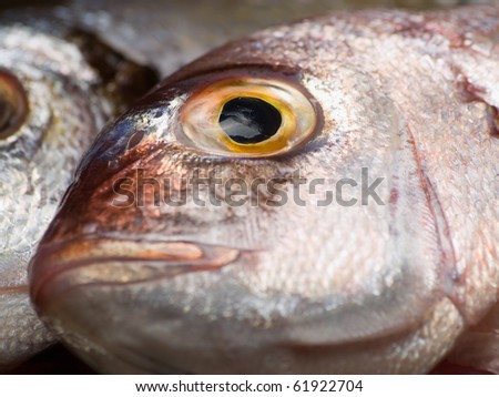 fresh sea  fish head,closeup and shallow DOF,for seafood,fishing or  healthy eating themes