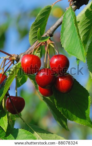 Cherries Parts of a branch of a cherry tree with red cherries