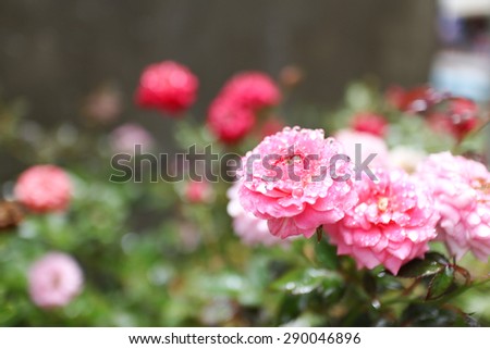 mini rose flowers wet