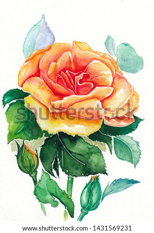 Original watercolor painting of the English Shrub Rose. 