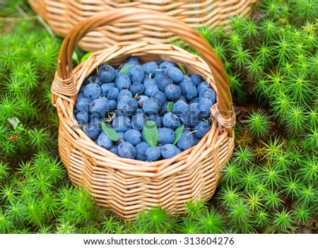 Ripe juicy blueberries and honeysuckle in the basket in the autumn forest. Forest berries . Selective focus