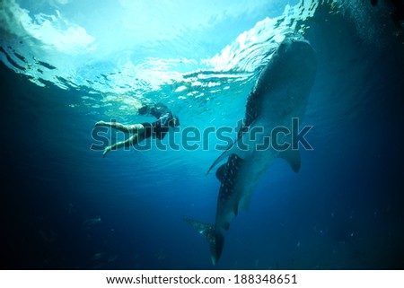 Swim with Whale Shark