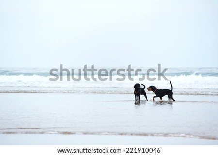 Retriever labrador and doberman playing together on the beach, beautiful dogs on beach walk, walk for dogs, beautiful black dogs