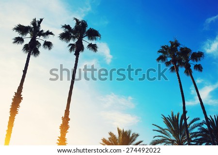 Retro style image of silhouetted lush palm trees against dusky bright sky at sunset, excellent shot for a background, flare sun light, filtered image