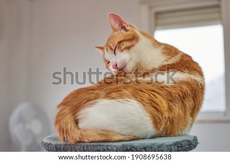 An adorable cat with eyes-closed enjoying cleaning itself Stock foto © 