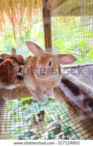 Pet rabbit in a cage in Thailand