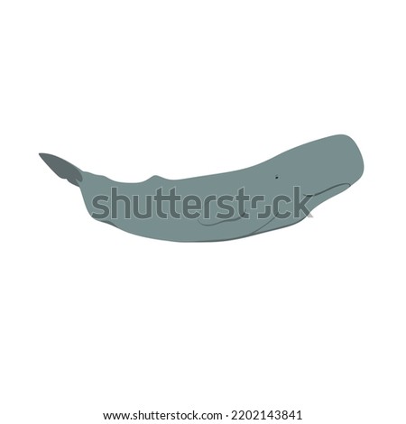 Sperm whale,  Physeter macrocephalus or catodon also known as cachalot is  one of the deepest diving whales species and possesses the largest brain in the animal kingdom