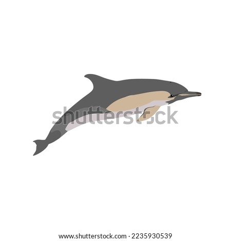The short-beaked common dolphin, Delphinus delphis vector image, png image