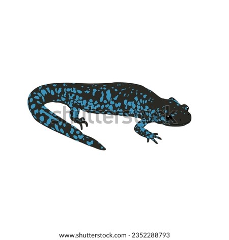 Blue spotted salamander, Ambystoma laterale high quality vector design transparent background