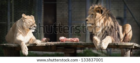 Lion couple having a rest in the autumn sun.