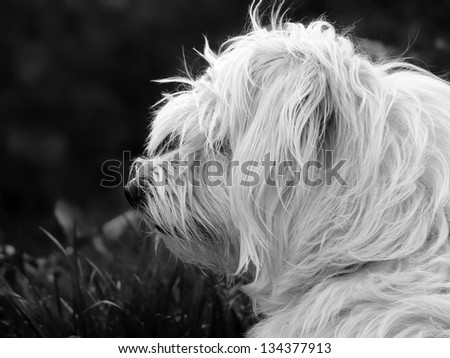 White Terrier. Gray-scale photo of a very hairy white terrier watching carefully. Image of a dog with great character.