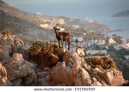Curious goats. Goats typical for Mediterranean sea region with village Masouri and sea in the background. Picture taken on the small Greek island Kalymnos, known for its climbing resorts