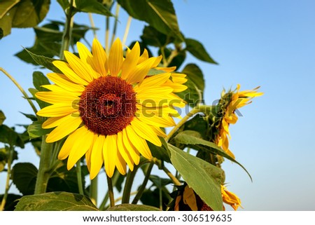 single decorative sunflower in the garden