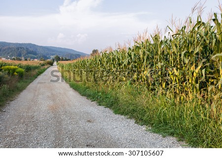 long dirt path with corn field on the right; sustainable agriculture concept; diversity of nature and small field areas are trend in sustainable agriculture.