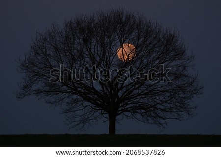 Foto Bild Vollmond hinter Baumzweigen bei Nacht