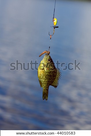 Fish eating worm on fishing line