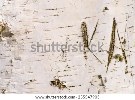 Letters carved into the trunk of a birch, macro background texture
