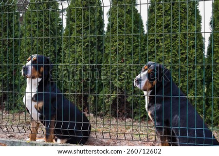 Two greater swiss mountain dog sitting behind the fence and watch the property