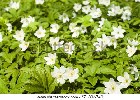 White anemones in the spring forest, floral backgrounds
