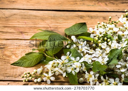 Bird cherry blossoms isolated on wood, nature backgrounds