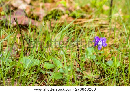 Viola canina blooming in wet forest undergrowth, nature backgrounds