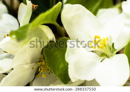 Macro of apple flower. Image for greetings card, invitation cards, wedding invitation and mothers day, floral backgrounds
