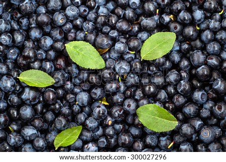 Blueberries picked in forest, background texture with summer fruit, close-up.