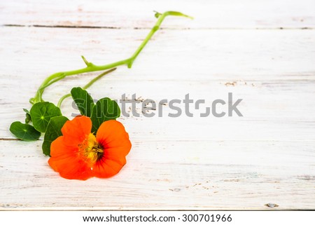 Background with flower of nasturtium isolated on white wood background useful as greeting card,wedding invitation, mothers day or invitations card.