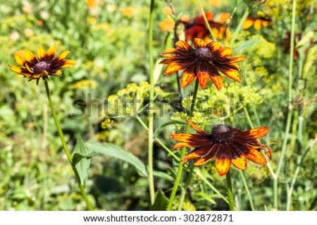 Rudbeckia or Black Eyed Susan flowers in the summer garden. Summer flowers background with blurred background.