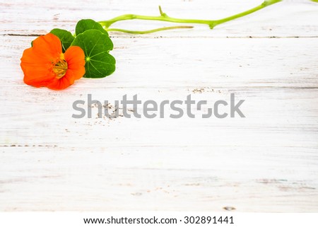Background with flower of nasturtium isolated on white wood background useful as greeting card,wedding invitation, mothers day or invitations card.