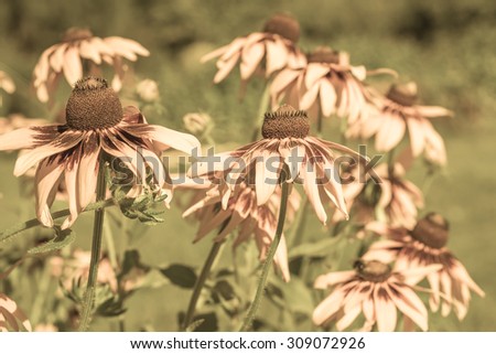 Vintage photo of rudbeckia flowers in the summer garden. Sepia effect. Summer flowers background with selective focus.