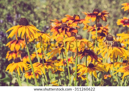 Vintage photo of rudbeckia flowers in the summer garden. Sepia effect. Summer flowers background with selective focus.