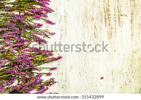Flowers of heather in purple color on rustic wood background. Flowers backgrounds.