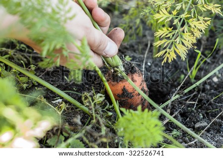 Pulling carrots from the ground by hand, selective focus.