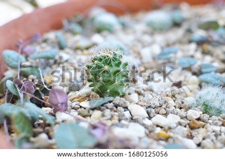 Similar – Image, Stock Photo Ouch! Ouch! Ouch! Pebble