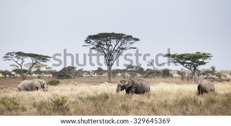 Three Elephants in Freedom in the Serengeti in Tanzania