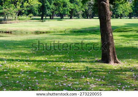 Lonely Tree Among Green Lawn In Public Park.