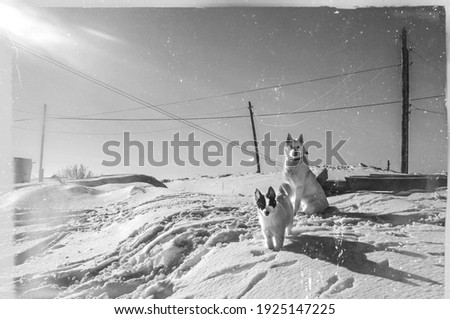 Similar – Foto Bild Oldtimer-Hund