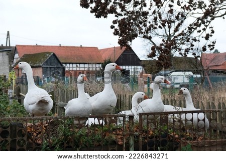 Similar – Image, Stock Photo Swolowo Village