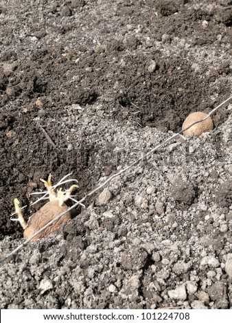 potato plant, planting potatoes
