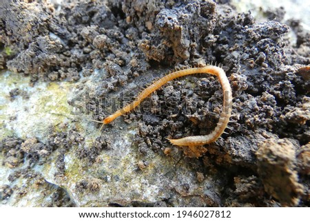 millipedes in the upper layer of the earth  Stock fotó © 