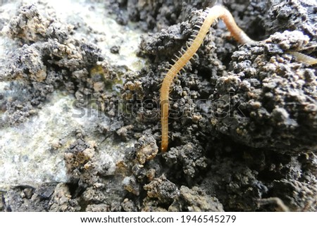 millipedes in the upper layer of the earth Stock fotó © 