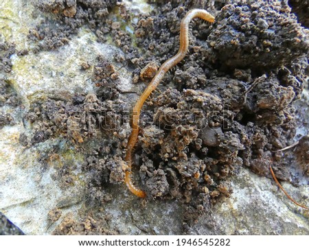 millipedes in the upper layer of the earth Stock fotó © 