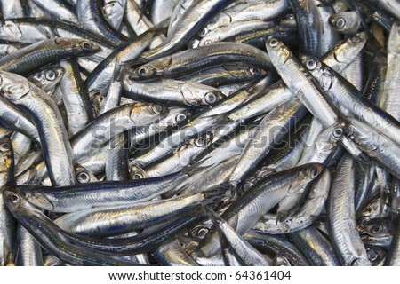 Anchovy in the bazaar. A very important fish in Turkish culture esp. for Blacksea region